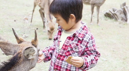 イメージ写真：鹿に鹿せんべいをあげる子供