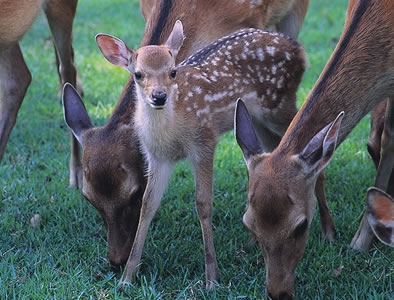 イメージ写真：赤ちゃん鹿