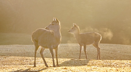 イメージ写真：朝の奈良公園の鹿