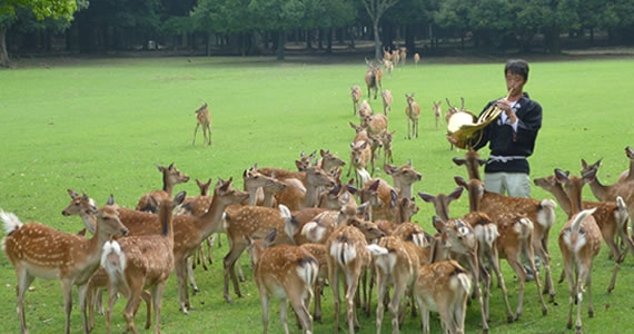 イメージ写真：ナチュラルホルンの音色に集まる鹿の群れ