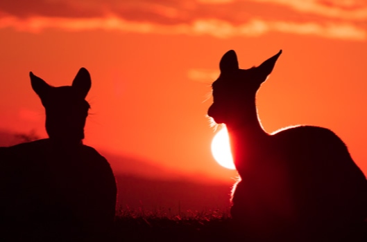 イメージ写真：夕日にたたずむ若草山の2頭の鹿