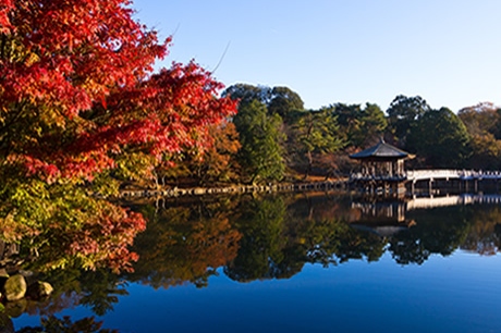 イメージ写真：奈良公園の紅葉