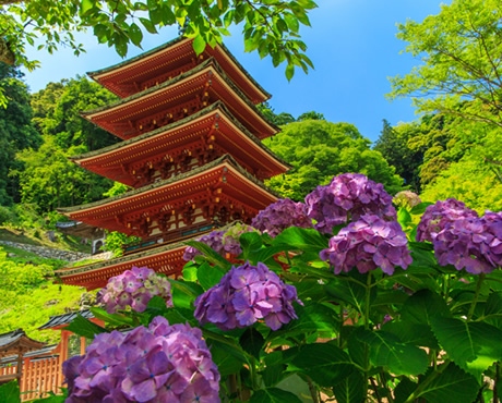 イメージ写真：長谷寺の「紫陽花」