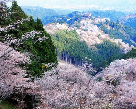 イメージ写真：「一目千本」の山桜