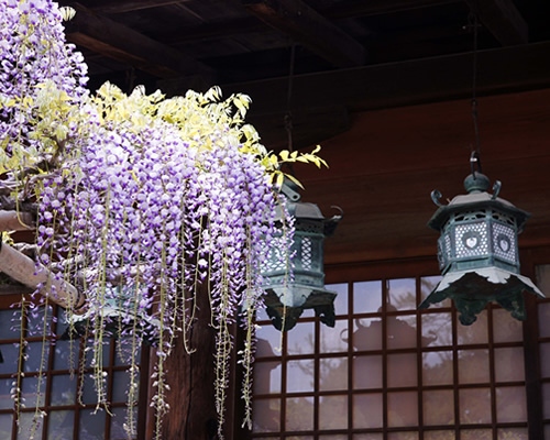 イメージ写真：奈良の花名所