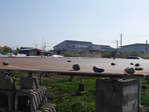 しらす 天日干し