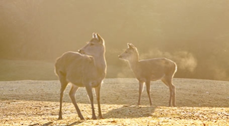 イメージ写真：朝の奈良公園の鹿