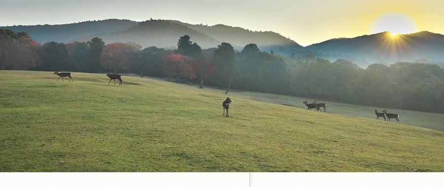 イメージ写真:朝の奈良公園