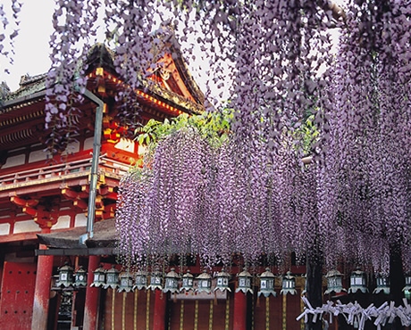 イメージ写真：春日大社の「砂ずりの藤」