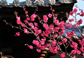 イメージ写真：盆梅展 菅原天満宮