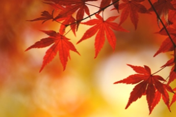 イメージ写真：紅葉