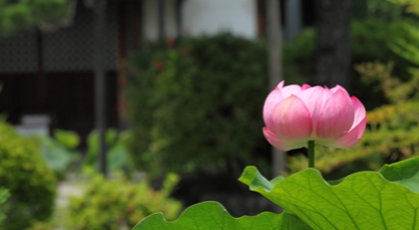 イメージ写真：見ごろの花