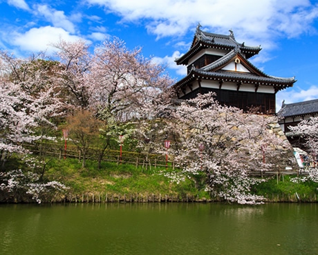イメージ写真：郡山城跡「御殿桜」
