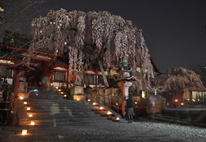 イメージ写真：氷室神社／氷献灯