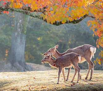Photo: Nara Park