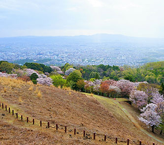 Photo: Mt. Wakakusa