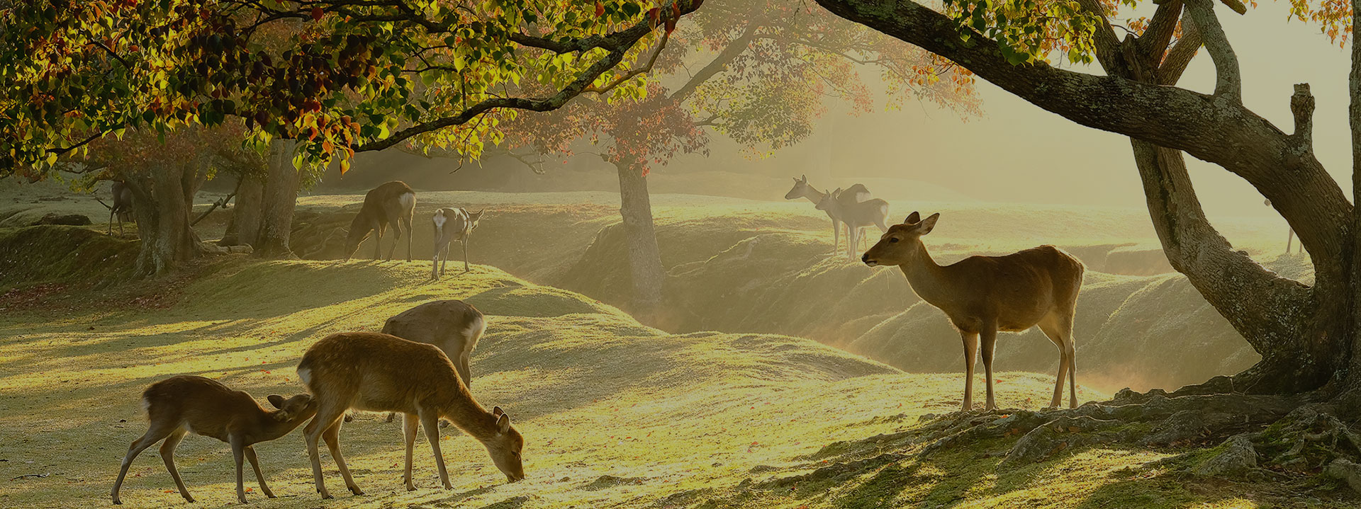 Photo: Nara Park