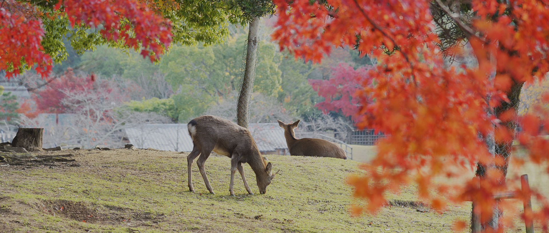 写真：奈良公園の鹿