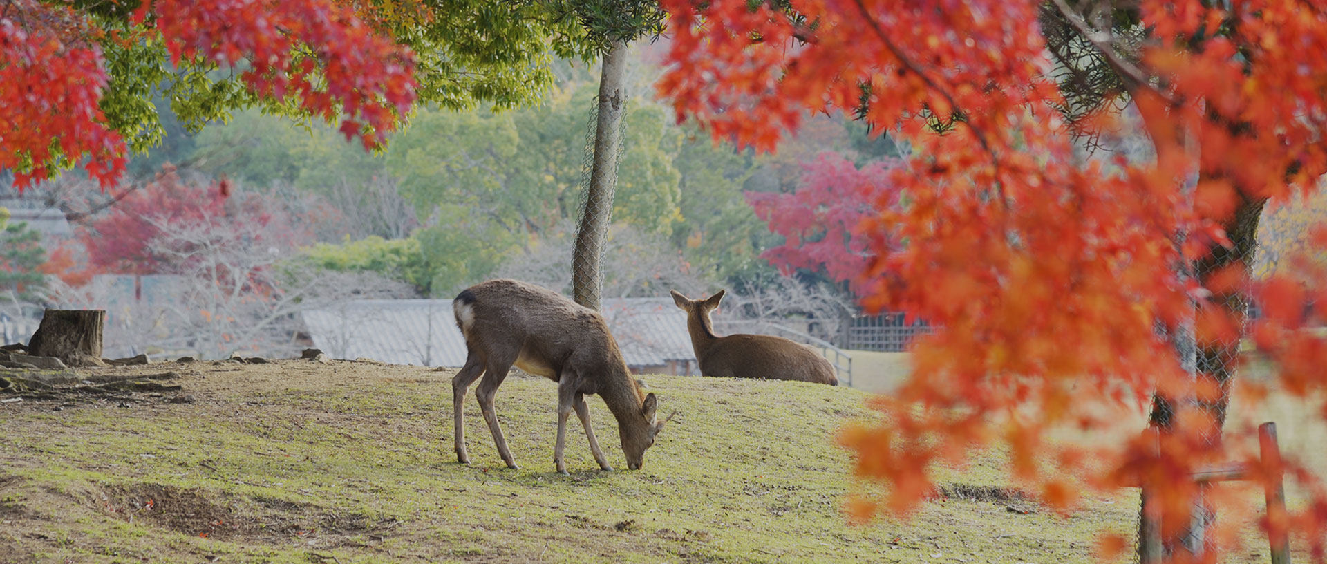 写真：奈良公園の鹿