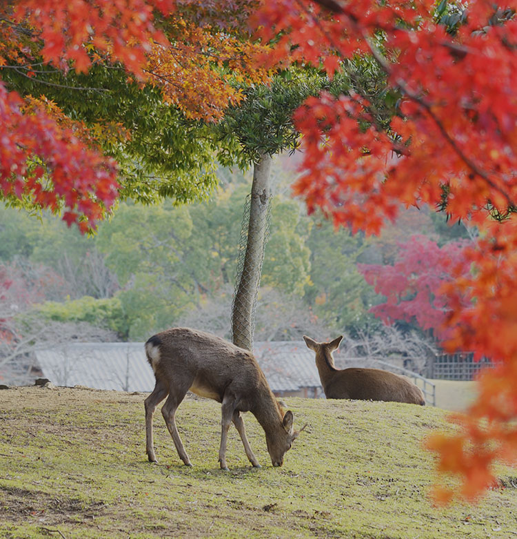 写真：奈良公園の鹿