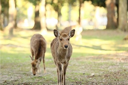 写真：奈良公園の鹿