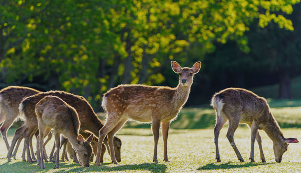 写真：奈良公園の鹿