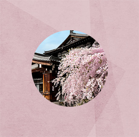 写真：春の桜と奈良ホテル